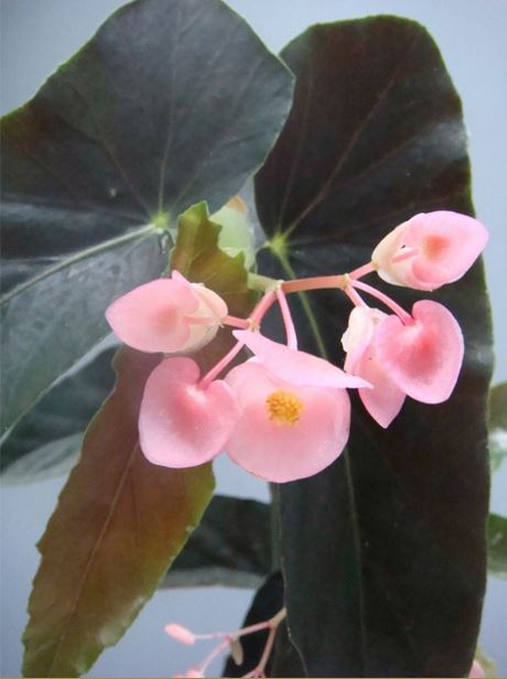 B. ‘Pina Bronze’